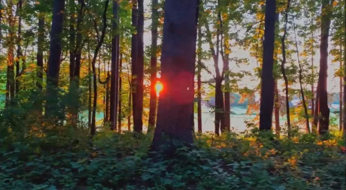 TheLastTree